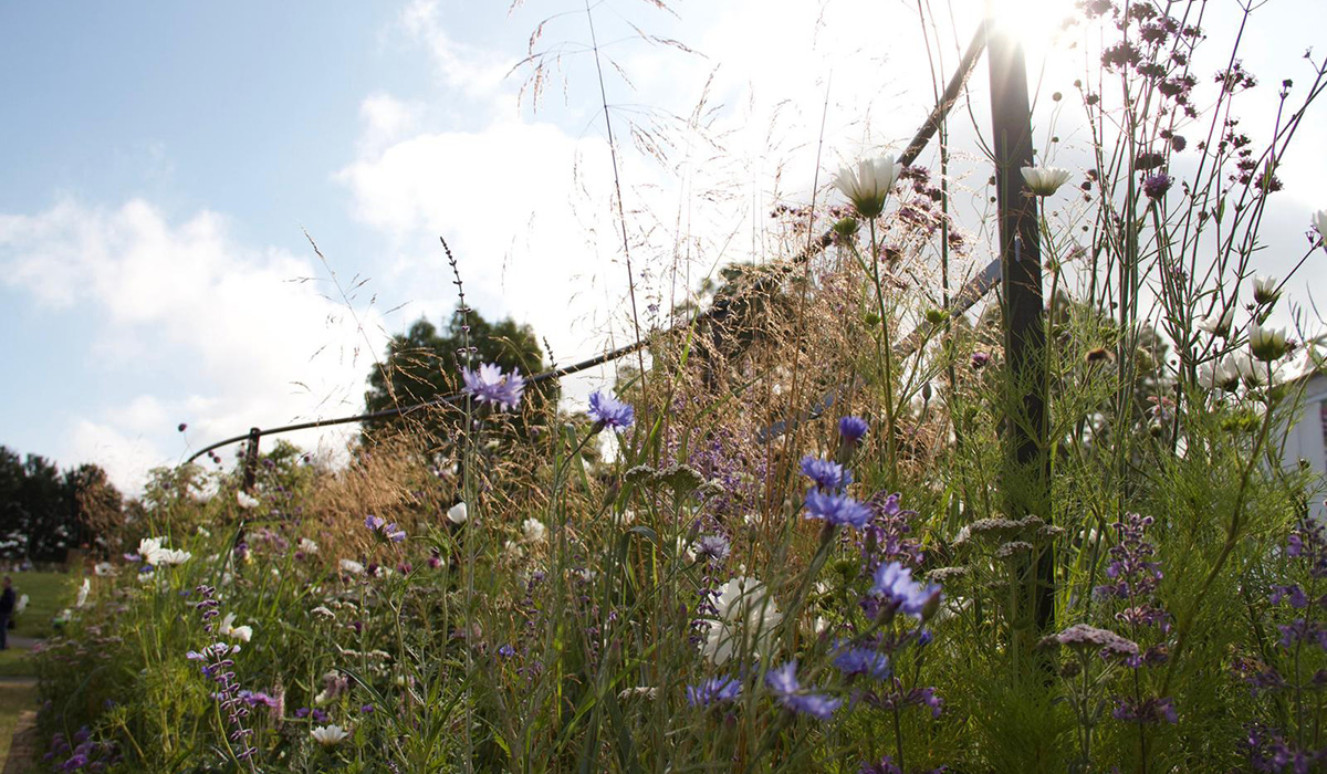 The award-winning meadow border design show garden