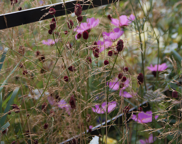Grasses, sanguisorba and cosmos detail in the Best Beautiful Border