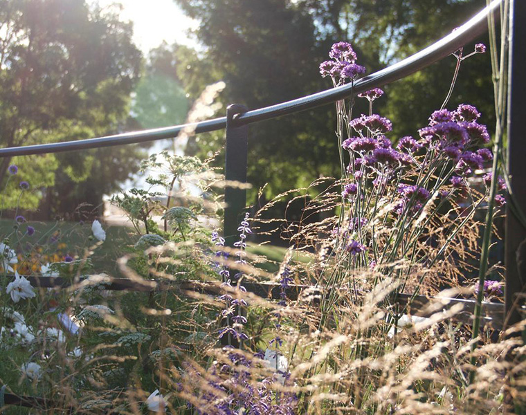 Curved estate fence with Verbena Bonariensis and grasses detail
