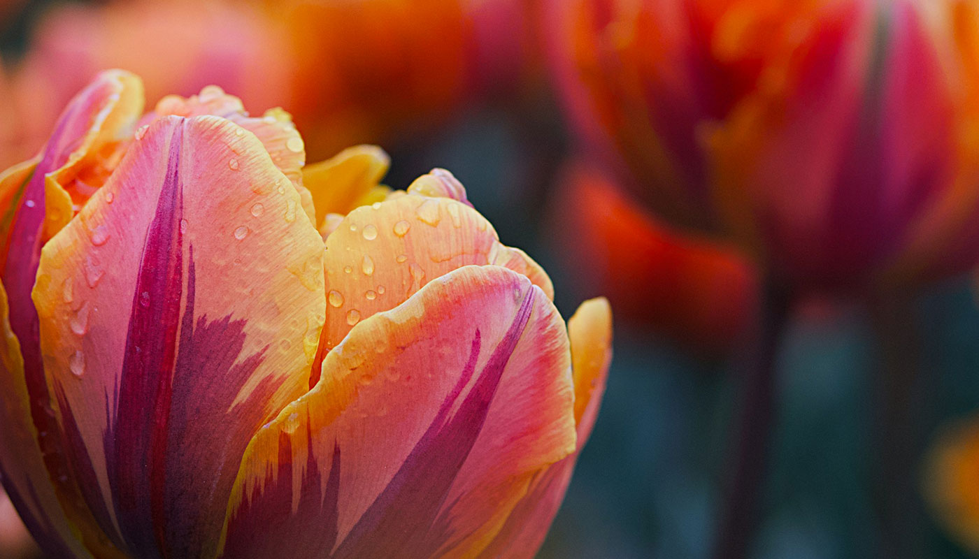 Close-up of colourful spring tulip with raindrops — symbolising autumn bulb planting for vibrant gardens