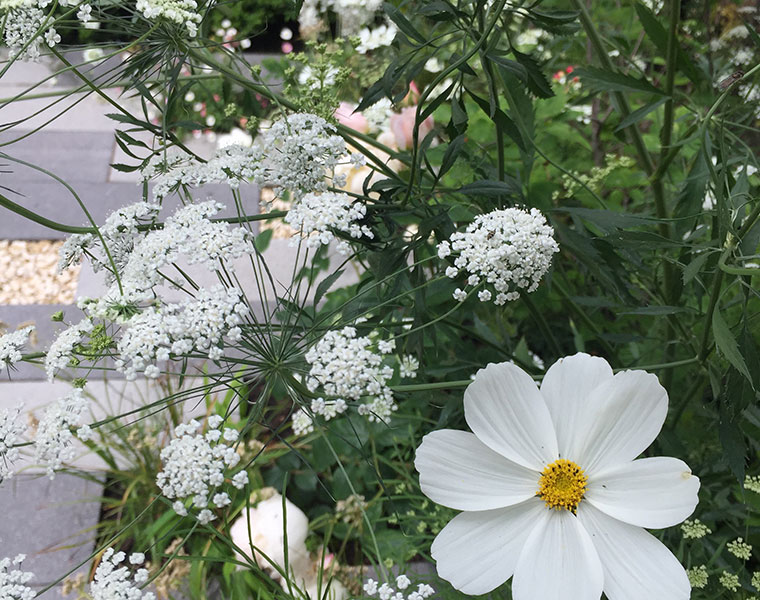 Detail of Ammi Majus and Cosmos Purity, front garden design in west London