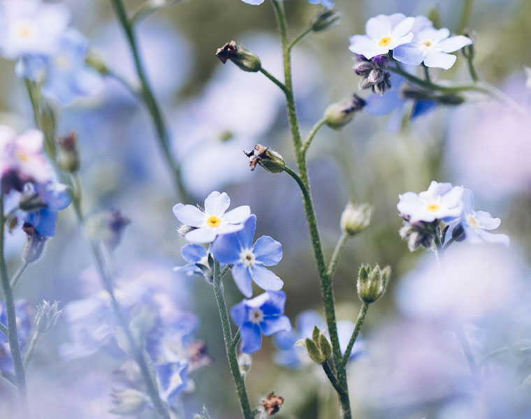 Close-up of delicate blue and white forget-me-not flowers with green stems and buds.