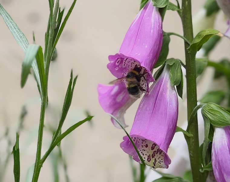 A bee collecting nectar from purple foxglove flowers with green stems and leaves.