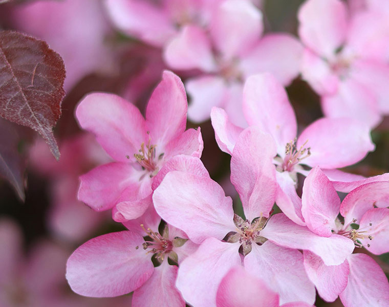 Close-up of pink Malus (crabapple) blossoms with soft petals and delicate stamens.