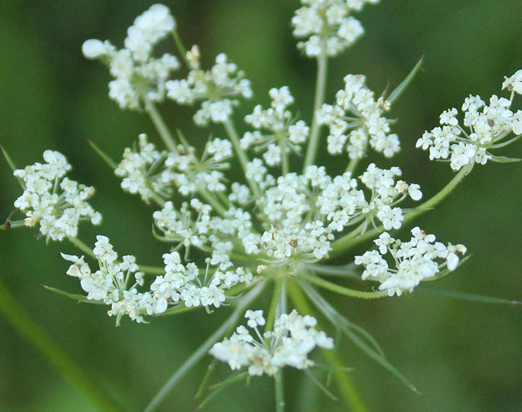 Close-up of small white wildflowers clustered on thin green stems against a blurred green background.